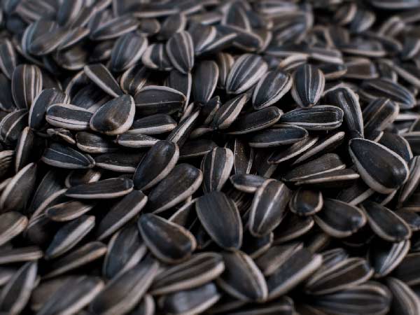 Sunflower seeds