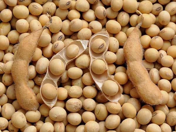 Soybeans